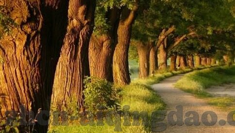 韩国伦理手机在线伦理片-韩国伦理手机在线伦理片，文化、社会与法律的交织